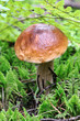 The white Summer Boletus