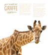 Foto: Close up of giraffe Close up of giraffe