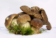 famille de champignons