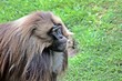 Gelada Baboon Gelada Baboon