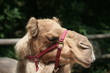 Camel Ride Camel Ride