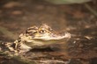 West African Dwarf Crocodile West African Dwarf Crocodile