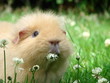 Meerschwein auf Kleewiese