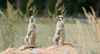 The meerkat or suricate (Suricata, suricatta)