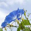 ipomoea ipomoea
