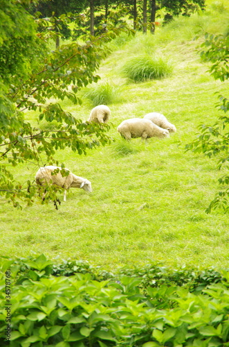 Foto: Pasture sheep Pasture sheep