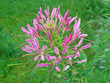 Spinnenblume