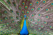 Photo of peacock with a tail