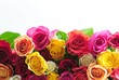 canvas print picture - roses