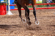 The horse skips on a field