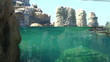 Humboldt penguins swimming and diving as tourists watch. Humboldt penguins swimming and diving as tourists watch.