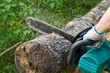 Man sawing birch log with chainsaw Man sawing birch log with chainsaw