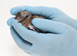Fledgling pigeon being handled with sterile gloves