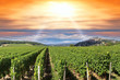 Coucher de soleil sur un vignoble