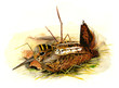 bécasse des bois bécasse des bois