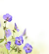 Beautiful flower background with free space for text