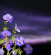 Beautiful flower background with dark clouds background