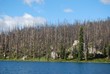 Dead trees destroyed by forest fire Dead trees destroyed by forest fire