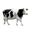 cow in front of a white background