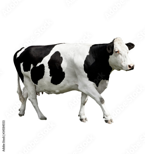 Photo: cow in front of a white background cow in front of a white background