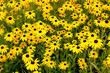 Gelbes Sonnenaugen Blumenfeld Helopsis
