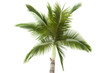 Palm tree isolated on white background