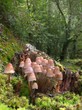 Psathyrella multipedata en el bosque.