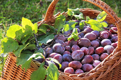 Foto: Korb mit Zwetschgen Korb mit Zwetschgen