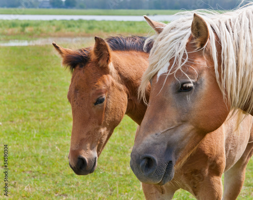 Photo: Double portrait of a mare and her foal Double portrait of a mare and her foal