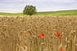 Getreidefeld