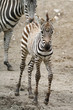 Grant Zebra Hříbata