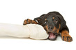 Rottweiler puppy with a huge white bone