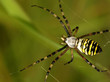 Foto: Zebraspinne 2 Zebraspinne 2
