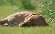 Dog sleeping in grass
