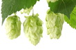 branch of hops on a white background branch of hops on a white background