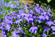 Many dark blue flowers lobelia Many dark blue flowers lobelia