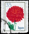 GDR - CIRCA 1975 Chrysanthemum
