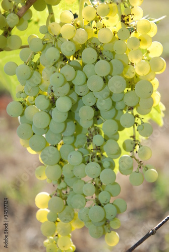 Foto: grappoli d'uva grappoli d'uva