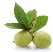 Photo: Green walnuts with leaves. Green walnuts with leaves.