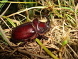 European rhinoceros beetle (Oryctes nasicornis)