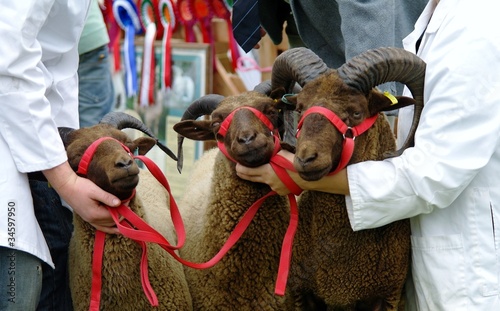 Photo: Prize rams Prize rams