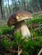 penny bun mushroom (Boletus edulis)