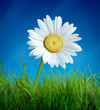 flower on grass