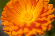 orange colored flower orange colored flower