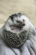 African pygmy hedgehog African pygmy hedgehog