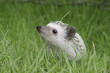 African pygmy hedgehog on green grass African pygmy hedgehog on green grass
