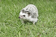 African pygmy hedgehog African pygmy hedgehog