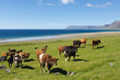 Cows By The Sea