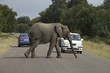 Afircan Elephant