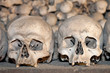 Human Skulls